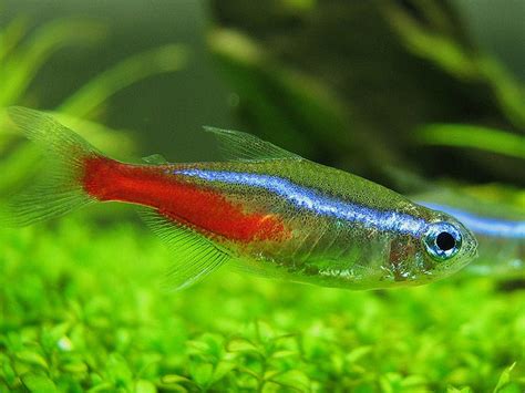 Neon Tetra Fish Facts Care Disease Breeding Tank Mates Pictures