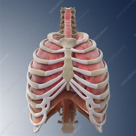 Chest Anatomy Artwork Stock Image C0131513 Science Photo Library