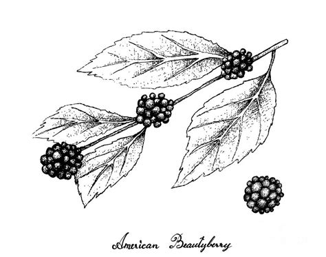 Hand Drawn Of American Beautyberry On White Background Drawing By Iam