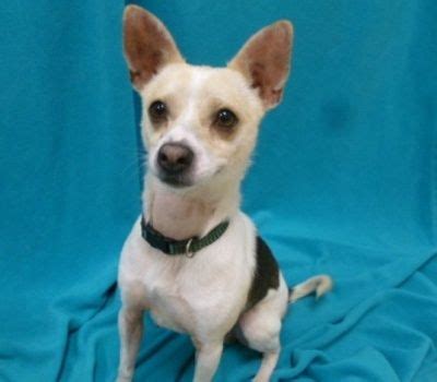 French bulldog / pit bull terrier. Animal Details | Humane society, Pet adoption, Animals
