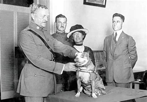 Dogs In History Sergeant Stubby The Iconic Wwi War Dog I Love My