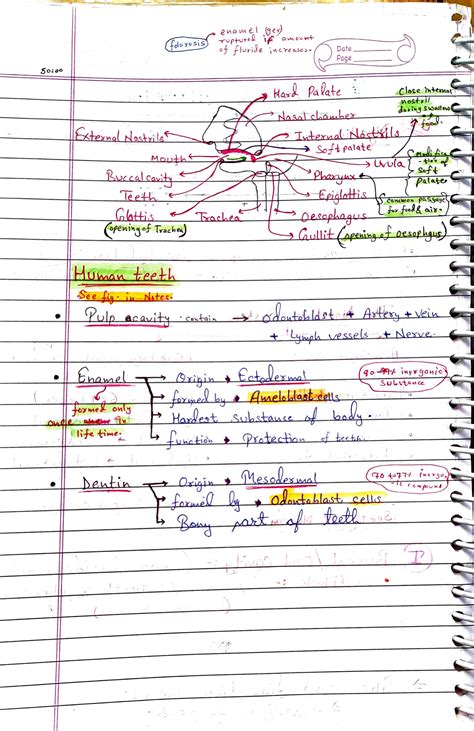 Solution Digestion And Absorption Neet Handwritten Notes Studypool
