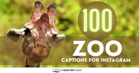 100 Incredible Zoo Captions For Instagram Hilarious Puns