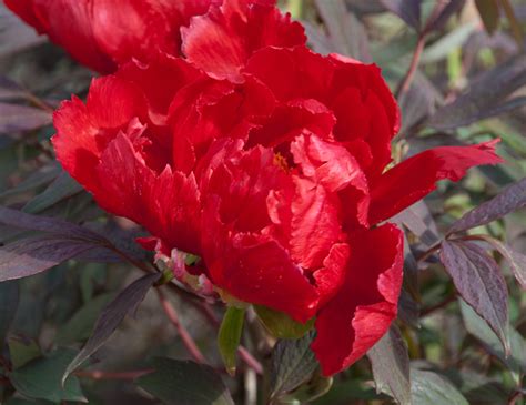 We did not find results for: Garden Flowers: The flamboyant and sumptuous peony | Lisa ...