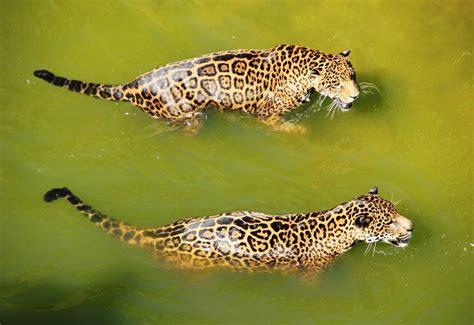 Two jaguar swimming side by side in water