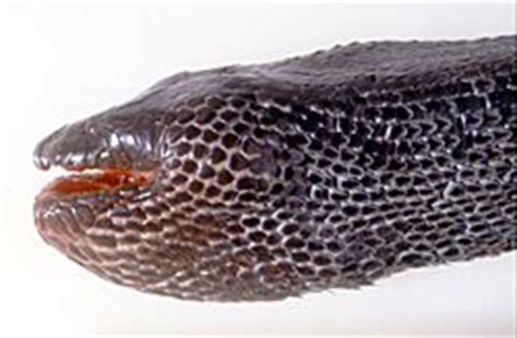 Want to sort a list in alphabetical order? Deep Sea Snakes, Sea Species, Sea life, Sea habitat, Sea ...