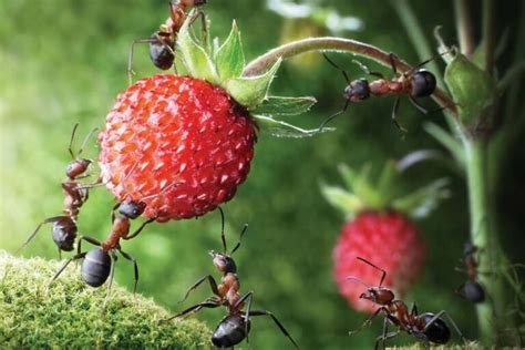 Food That Attracts Ants Ant And Garden Organic Pest Control