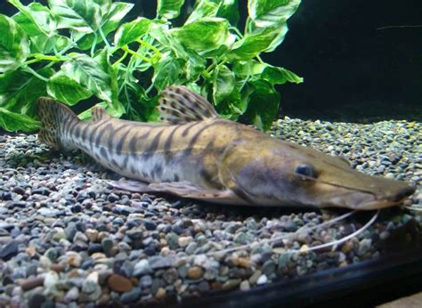 Tiger Shovelnose Catfish Care Size Tank Mates