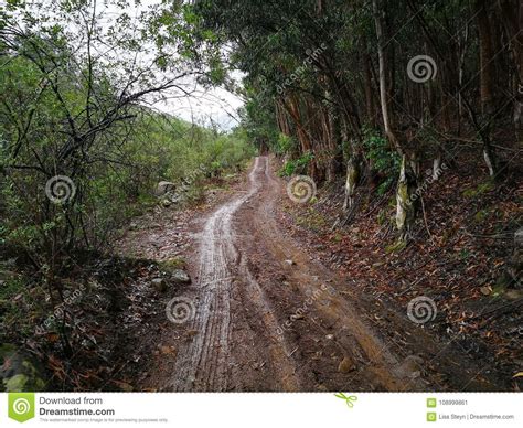 A Wet Dirt Road In A Forest On A Farm On A Rainy Day Stock Image