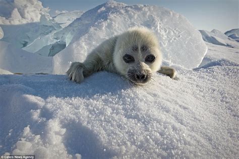 Seal Pup Happily Poses For An Adorable Icy Photoshoot In Lake Baikal