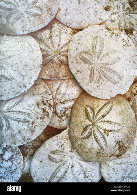 Sand Dollars Hi Res Stock Photography And Images Alamy