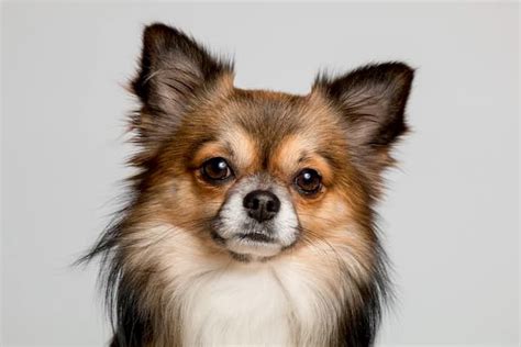 A List Of 500 Female Chihuahua Names And Meanings 2023