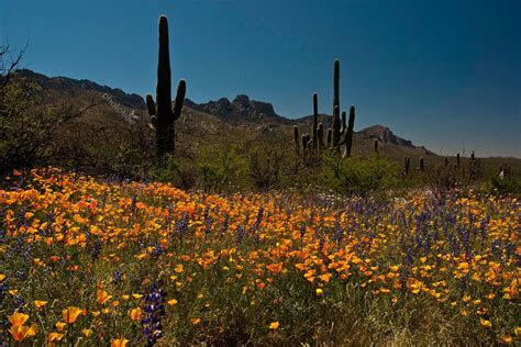 Spring In The Sonoran Desert Flowers Desert Landscaping Desert