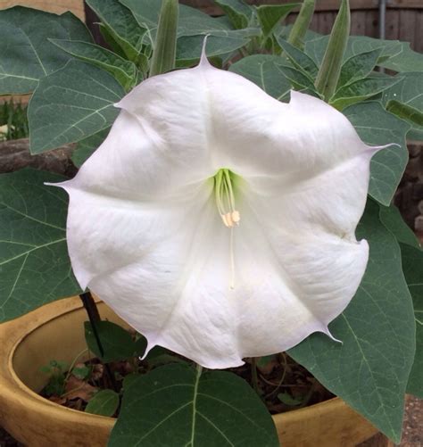 We did not find results for: Moon Flower - Mixed Kreations