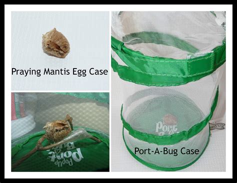 Pop Up Port A Bug And Live Praying Mantis Egg Case Review And Giveaway