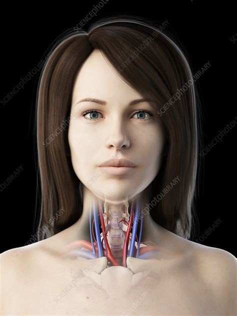 Throat Anatomy Illustration Stock Image F Science Photo