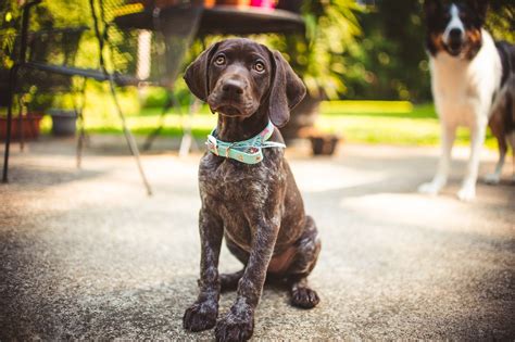 Understanding Your German Shorthaired Pointerss Growth A Comprehensive Weight And Growth Chart