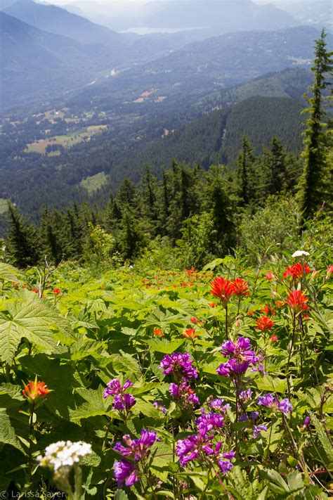 Mountainside Wildflowers Chilliwack Bc Larissa Sayer Flickr