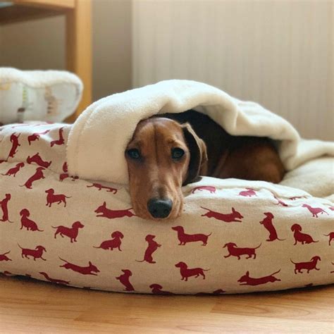 Luxury Snuggle Top Bed Dachshund Bed Dog Bed Custom Made Etsy