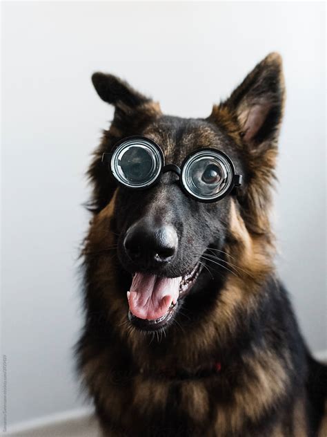 German Shepherd Dog In Glasses Del Colaborador De Stocksy Samantha