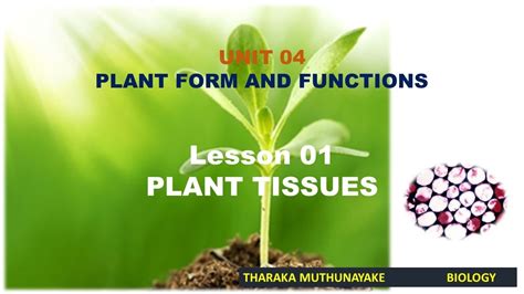 Plant Form And Functions Lesson 1 Plant Tissues Youtube