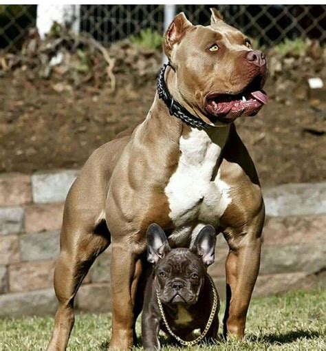 One of these is known as the raw dog food diet. Victoria Secret and 2 Chains | Pitbull dog, Bully dog ...