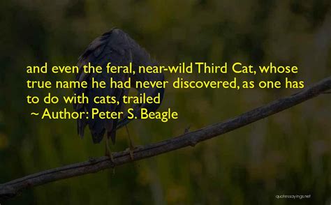 Top 12 Feral Cat Quotes And Sayings