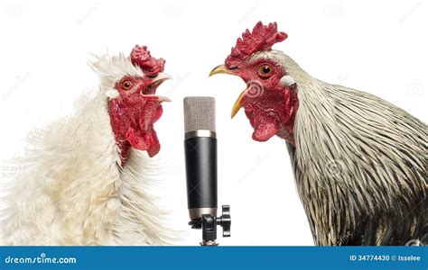 Twee Hanen Die Bij Een Geïsoleerde Microfoon Zingen Stock Foto Image