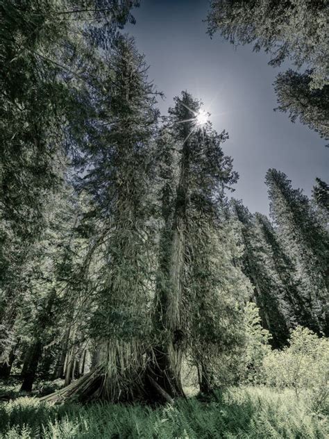 Old Growth Cedar Forest With Tall Cedar Tree Stock Image Image Of