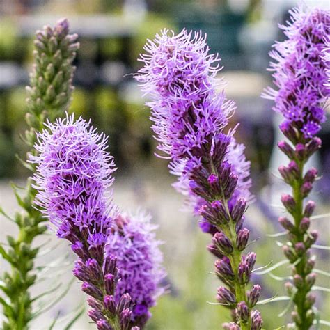 Liatris Cobalus Blazing Star Shop Sugar Creek Gardens