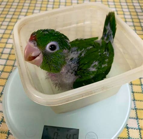 Animal Wildlife Rescue | Volunteer in Costa Rica 2024