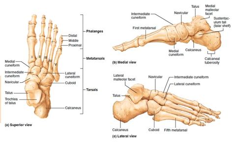 Bones of the right foot | Anatomy bones, Human body anatomy, Body anatomy