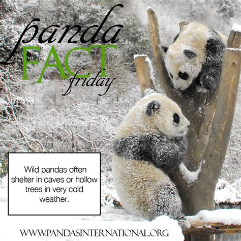Panda Fact Friday How Do Pandas Deal With Cold Weather Pandas