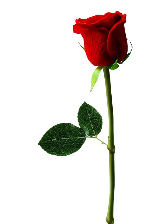 Rose Flower Free Photo On Pixabay Pixabay