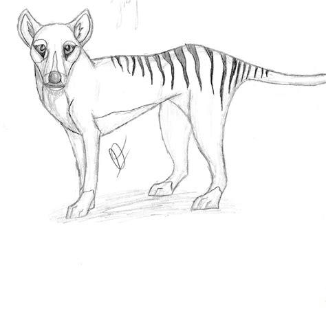 How To Draw Tasmanian Tiger Peepsburgh
