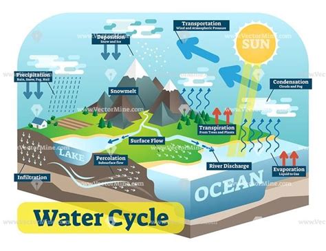 Water Cycle Isometric Vector Illustration Diagram Water Cycle Facts