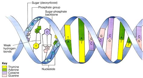 Dnadna Replication Integrated Science