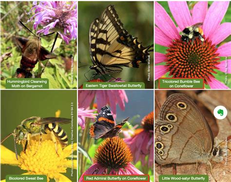 The Ultimate Pollinator Seed Guide Blog Natures Seed