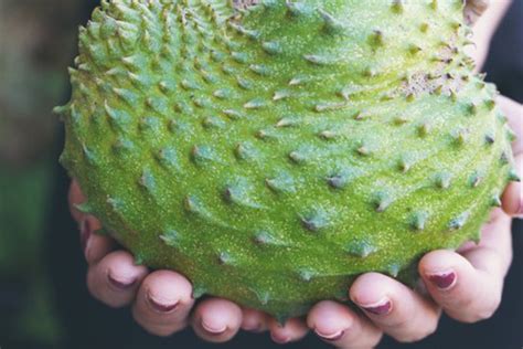 5.0 out of 5 stars 4. 9 Surprising Benefits Of Soursop (Graviola) - NAWON ...