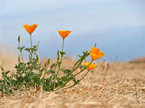 How To Grow And Care For California Poppies