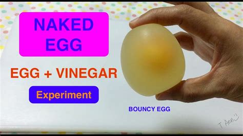 NAKED EGG EGG AND VINEGAR EXPERIMENT BOUNCY EGG OSMOSIS IN EGG EXPERIMENT YouTube