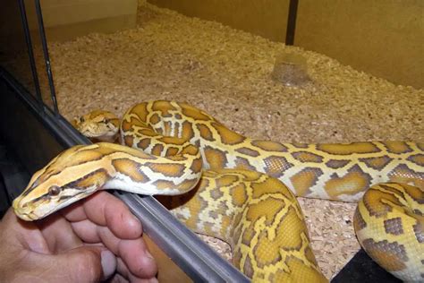 Top 6 Largest Pet Snakes With Pictures