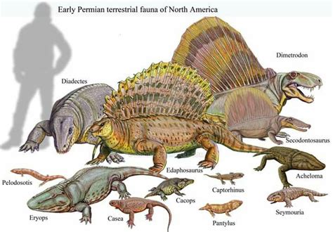 Dimetrodon Secodontosaurus Diadectes Edaphosaurus Acheloma