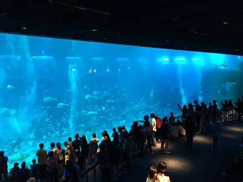 Singapore Main Tank At The Sea Aquarium Sea Aquarium Shanghai