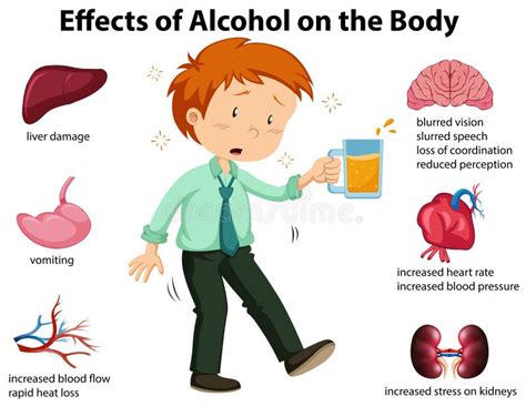 Effects Of Alcohol On The Body Stock Vector Illustration Of