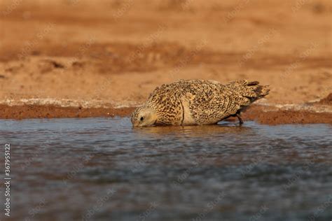 Pin Tailed Sandgrouse Female Early In The Day At A Water Point In
