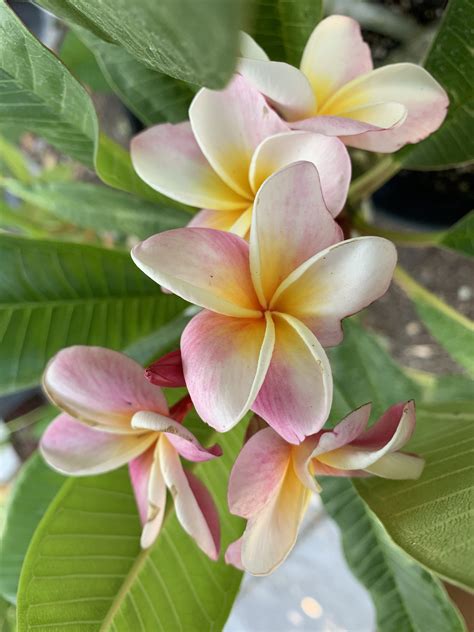 University of california statewide integrated pest management program: Pin on Plumeria Love