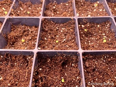 Complete Guide To Growing Echinaceaconeflower From Seeds 7 Easy Tips