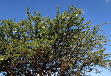 Flora Of Botswana Species Information Individual Images Acacia Erioloba