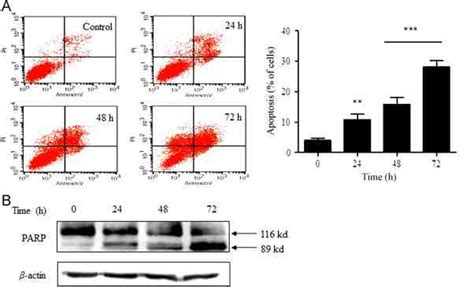 dznep induced apoptosis in hct116 cells a apoptosis induced by dznep download scientific